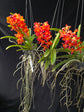 Vanda Willas x Bangkok Sunset PlantMadness