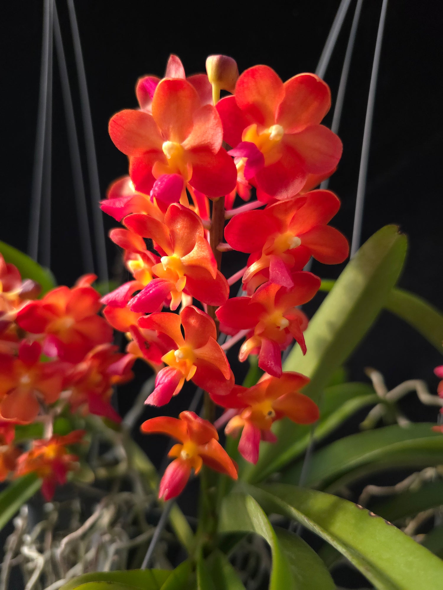 Vanda Willas x Bangkok Sunset PlantMadness