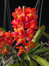 Vanda Willas x Bangkok Sunset PlantMadness