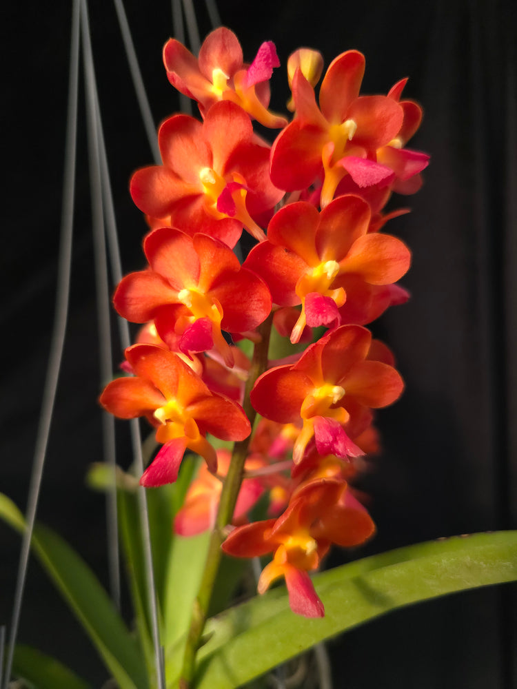 Vanda Willas x Bangkok Sunset PlantMadness