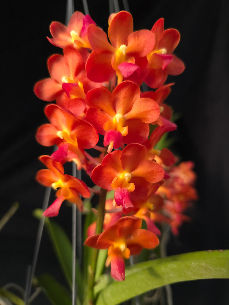 Vanda Willas x Bangkok Sunset PlantMadness