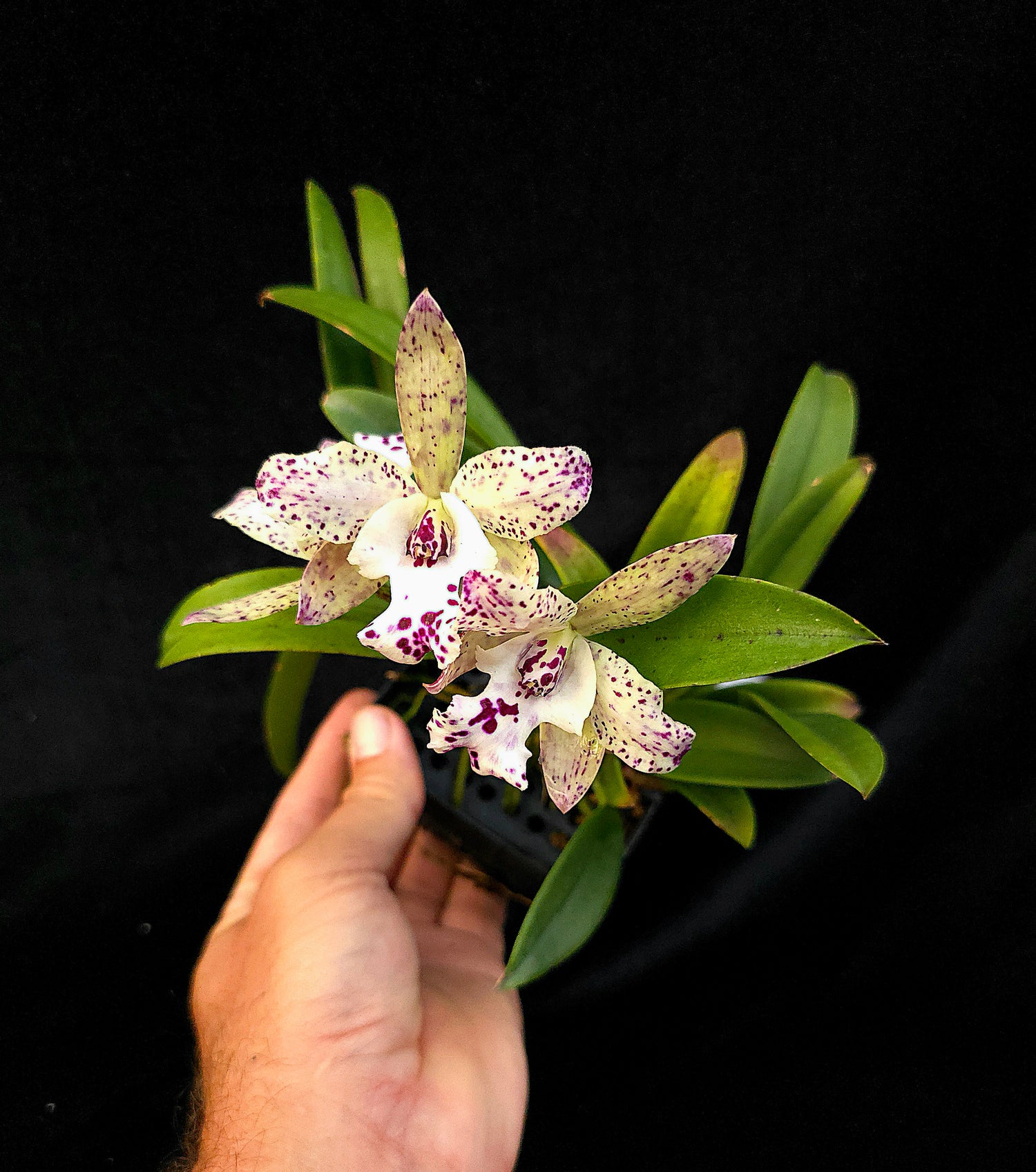 Cattleya Jairik Cosmos PlantMadness