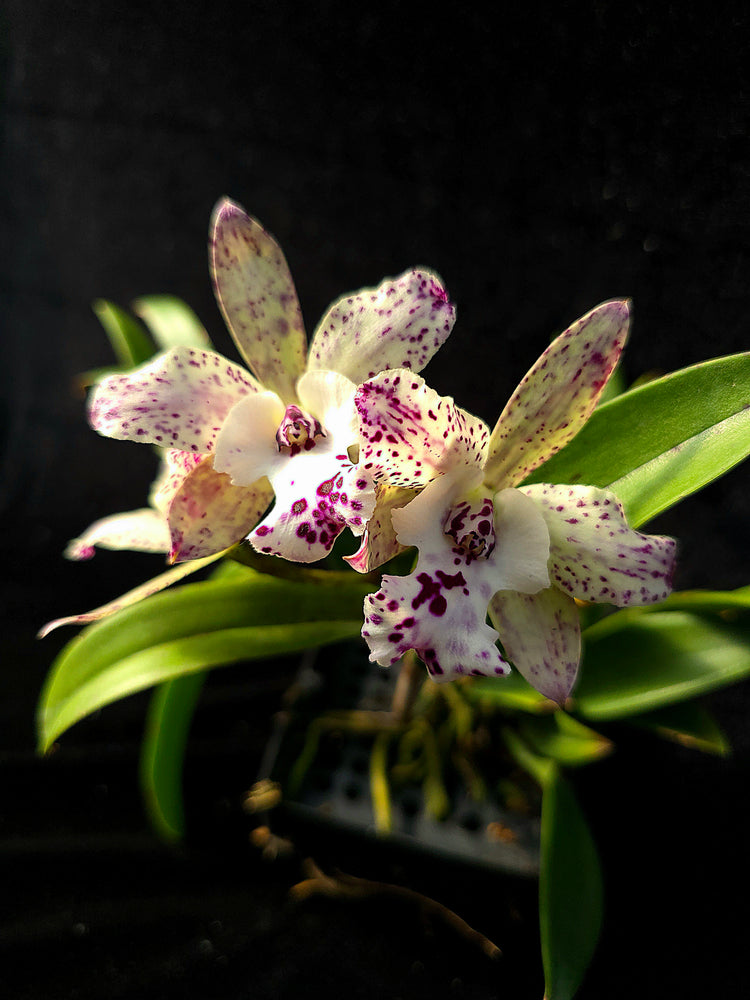 Cattleya Jairik Cosmos PlantMadness