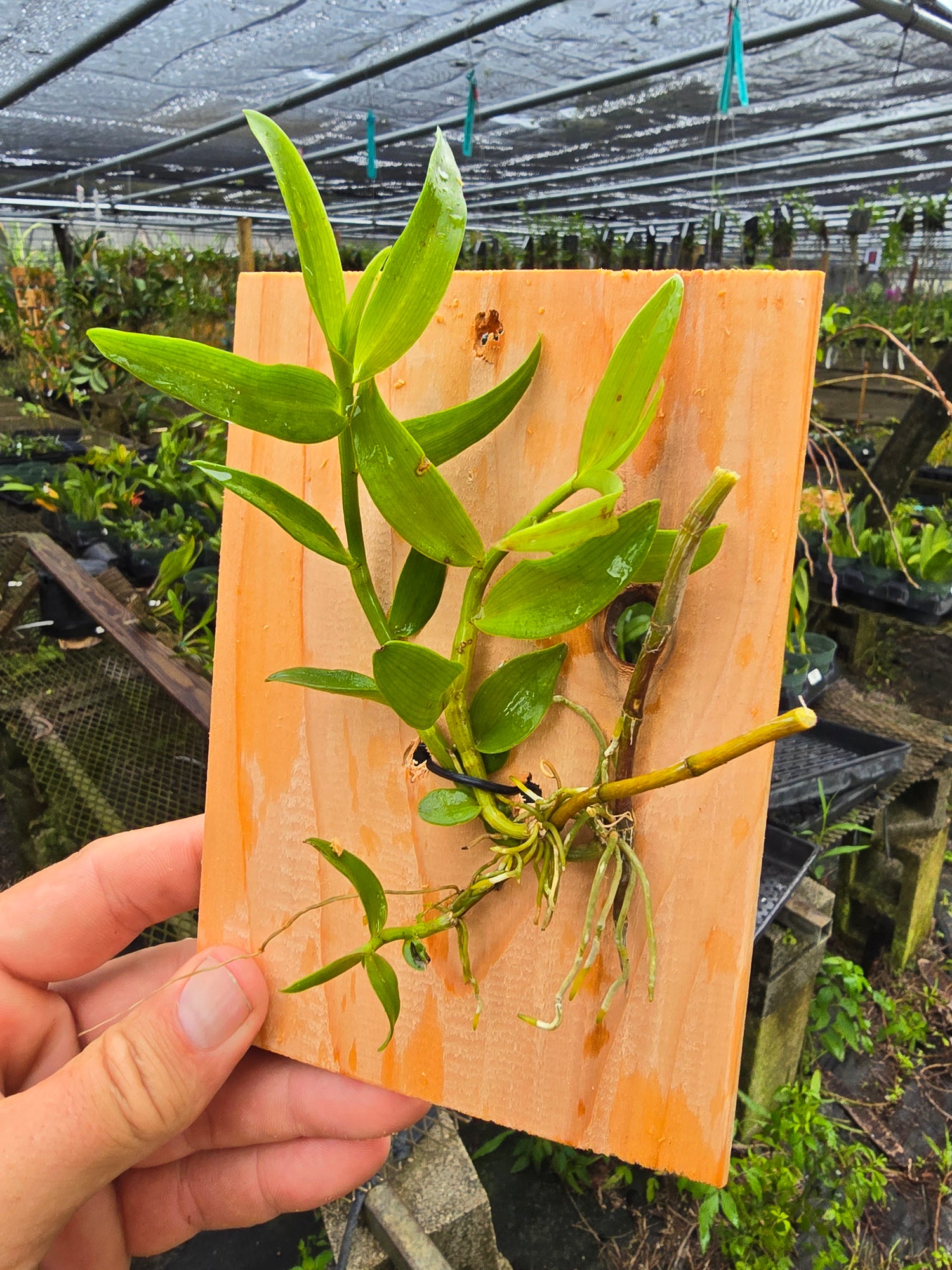 Dendrobium aphyllum krairith PlantMadness