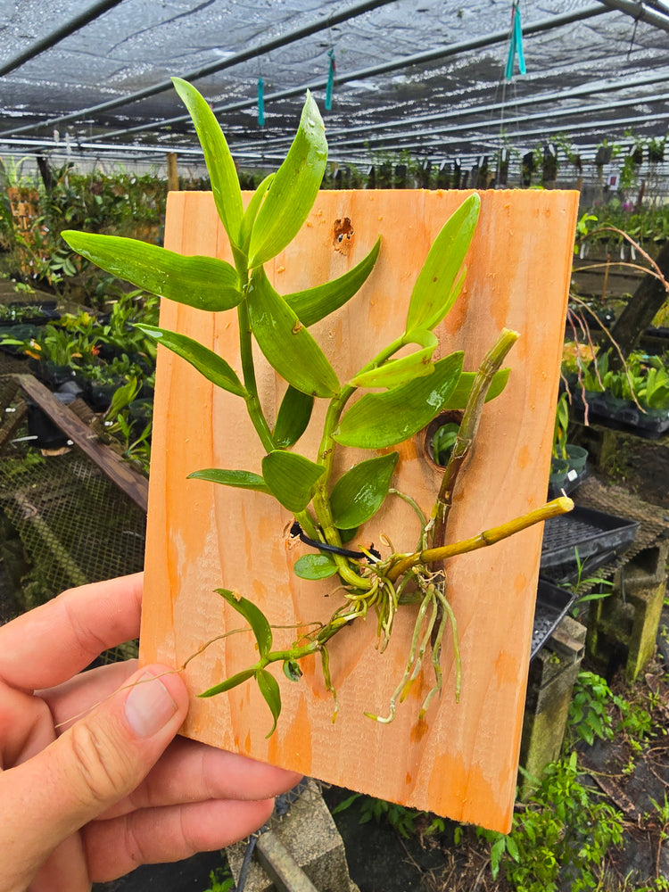 Dendrobium aphyllum krairith PlantMadness