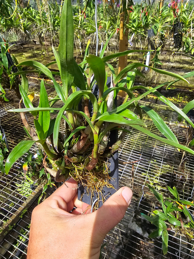 Dendrobium Hibiki PlantMadness