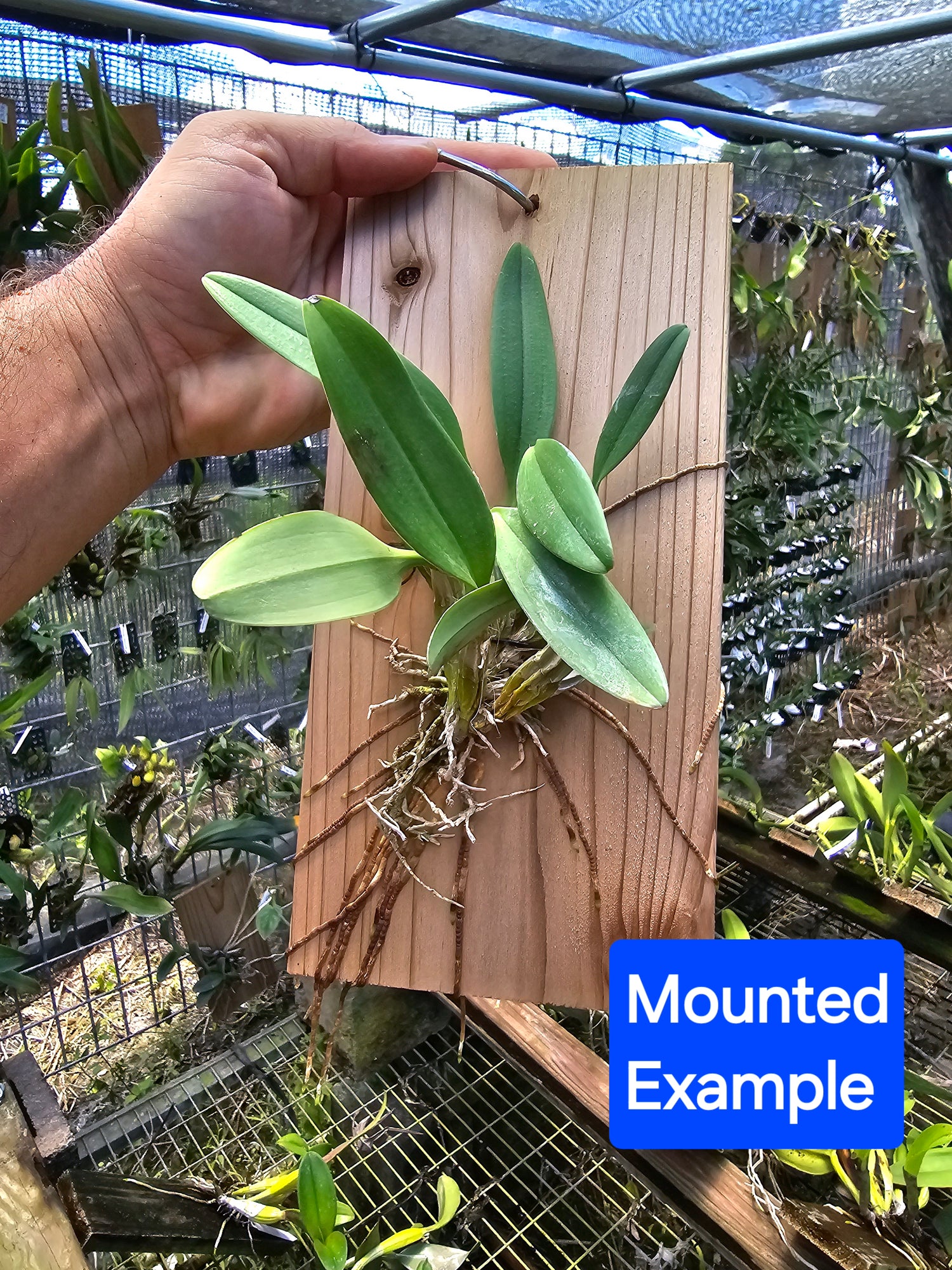 Dendrobium aggregatum( Dendrobium lindleyi) PlantMadness