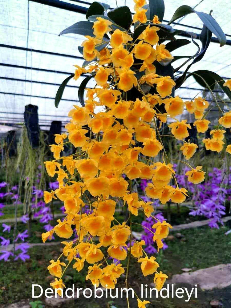 Dendrobium aggregatum( Dendrobium lindleyi) PlantMadness