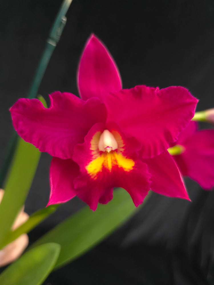 Ctt. shinfong Red Mudan PlantMadness