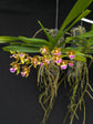 Vanda flabellata PlantMadness