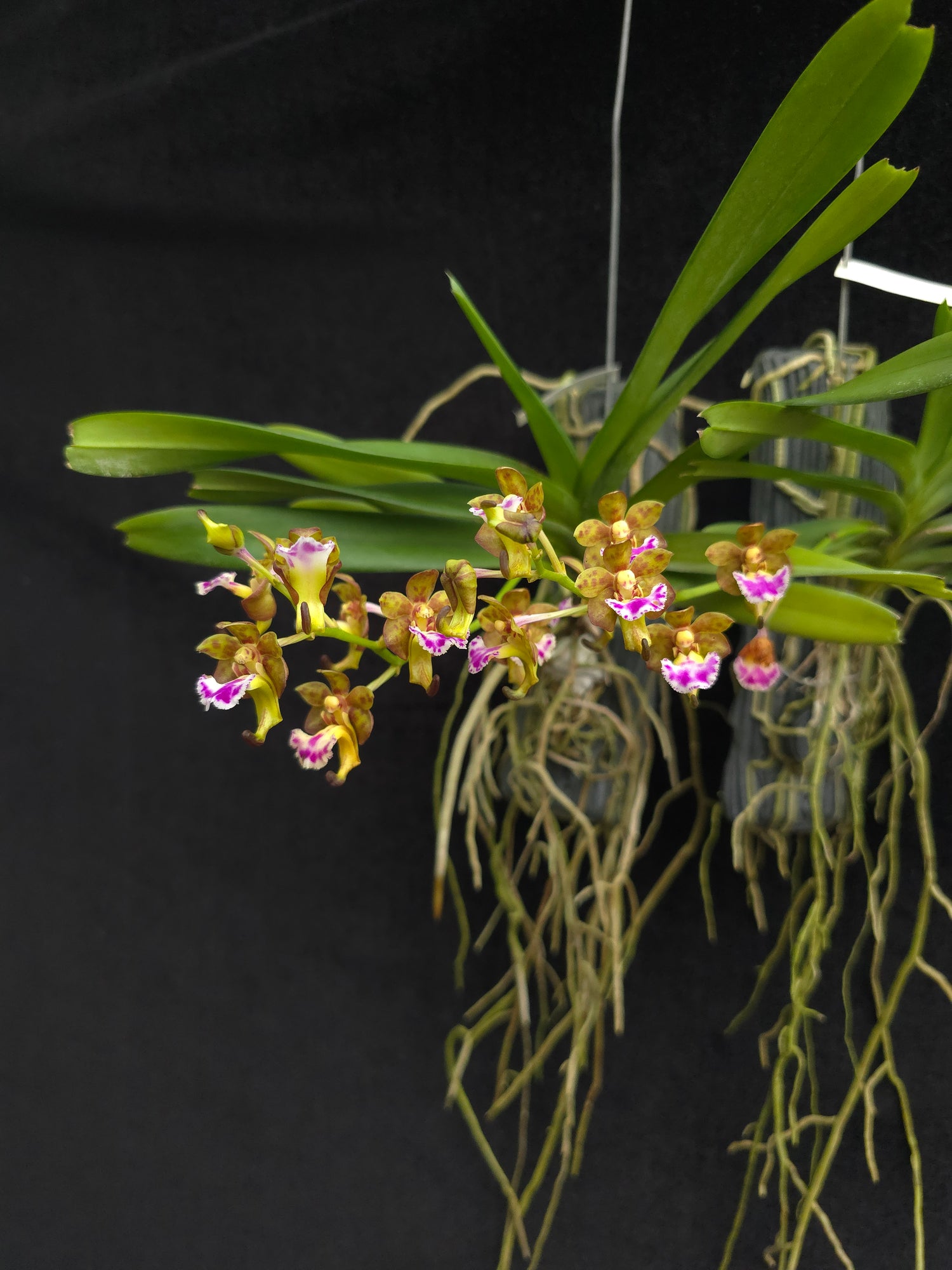 Vanda flabellata PlantMadness