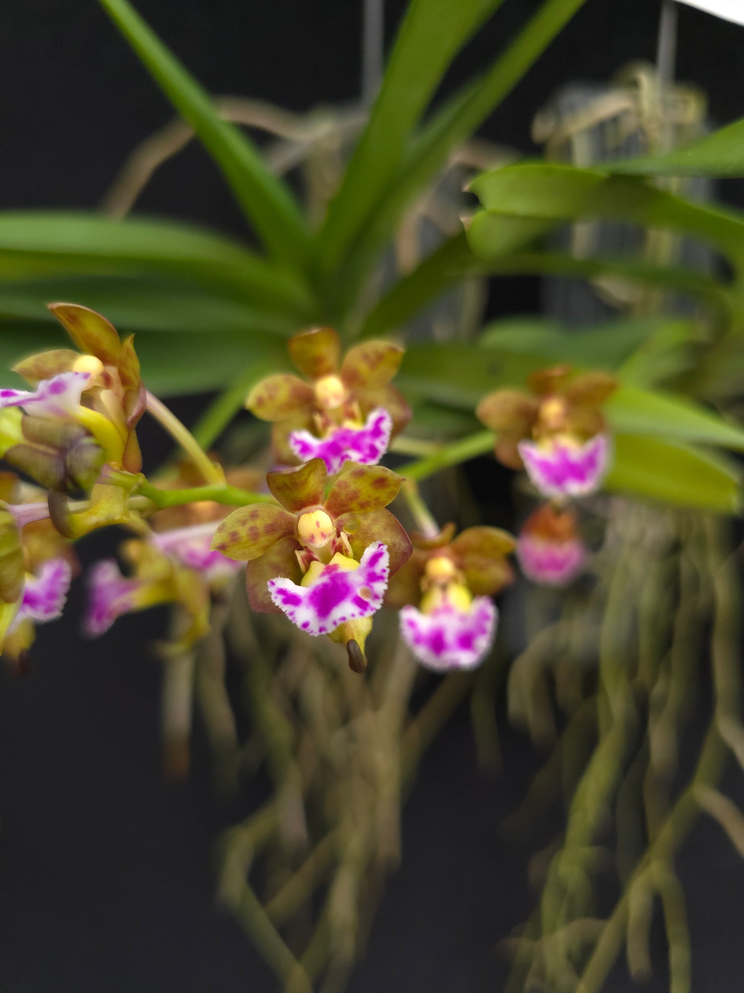 Vanda flabellata PlantMadness