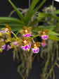 Vanda flabellata PlantMadness