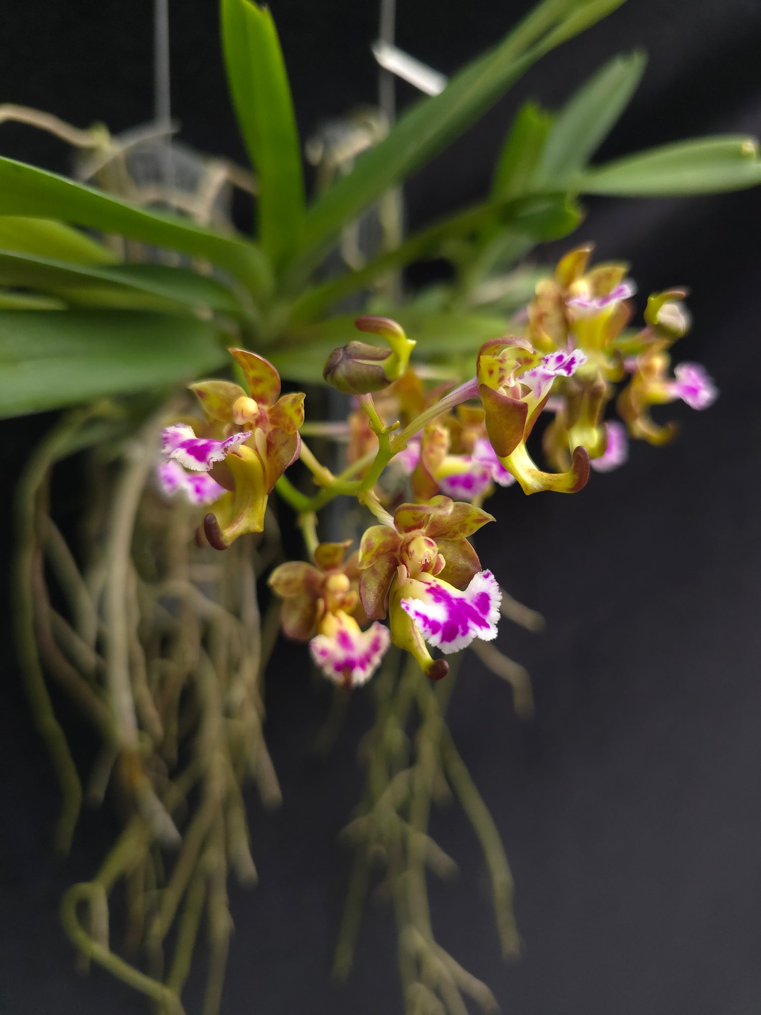 Vanda flabellata PlantMadness