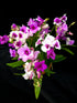 Dendrobium Cupid&