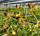 Grammatophyllum Dwarf Form PlantMadness