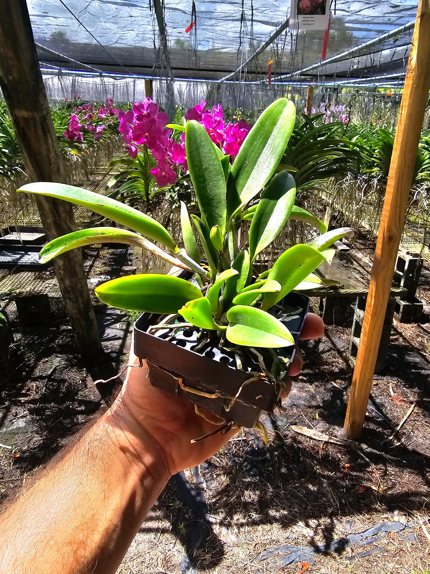 Cattleya Jairik Cosmos PlantMadness