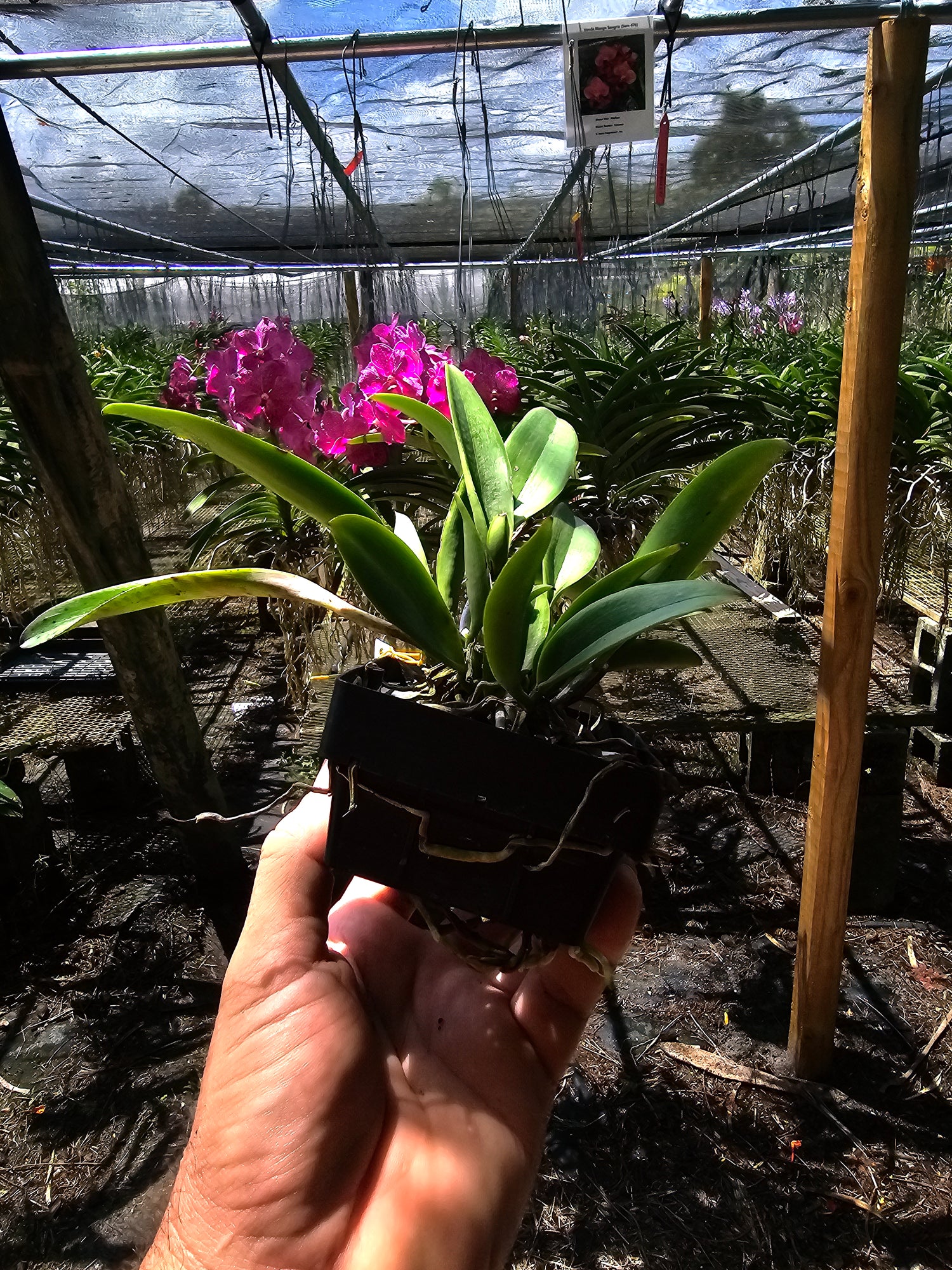 Cattleya Jairik Cosmos PlantMadness