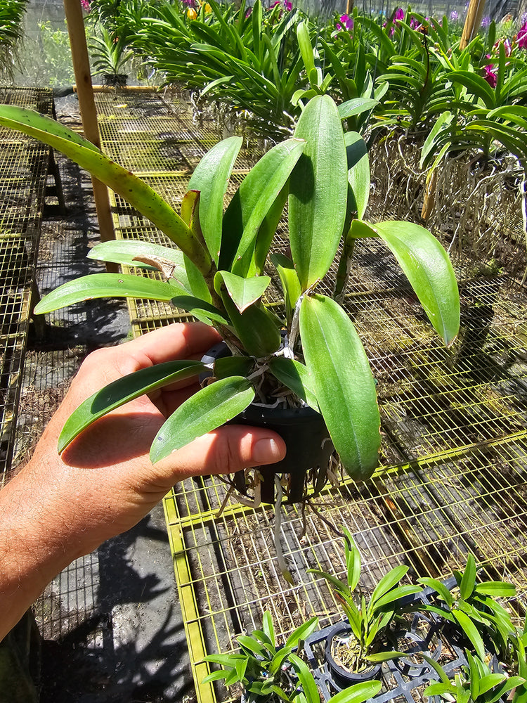 Cattleya Jairik Cosmos PlantMadness