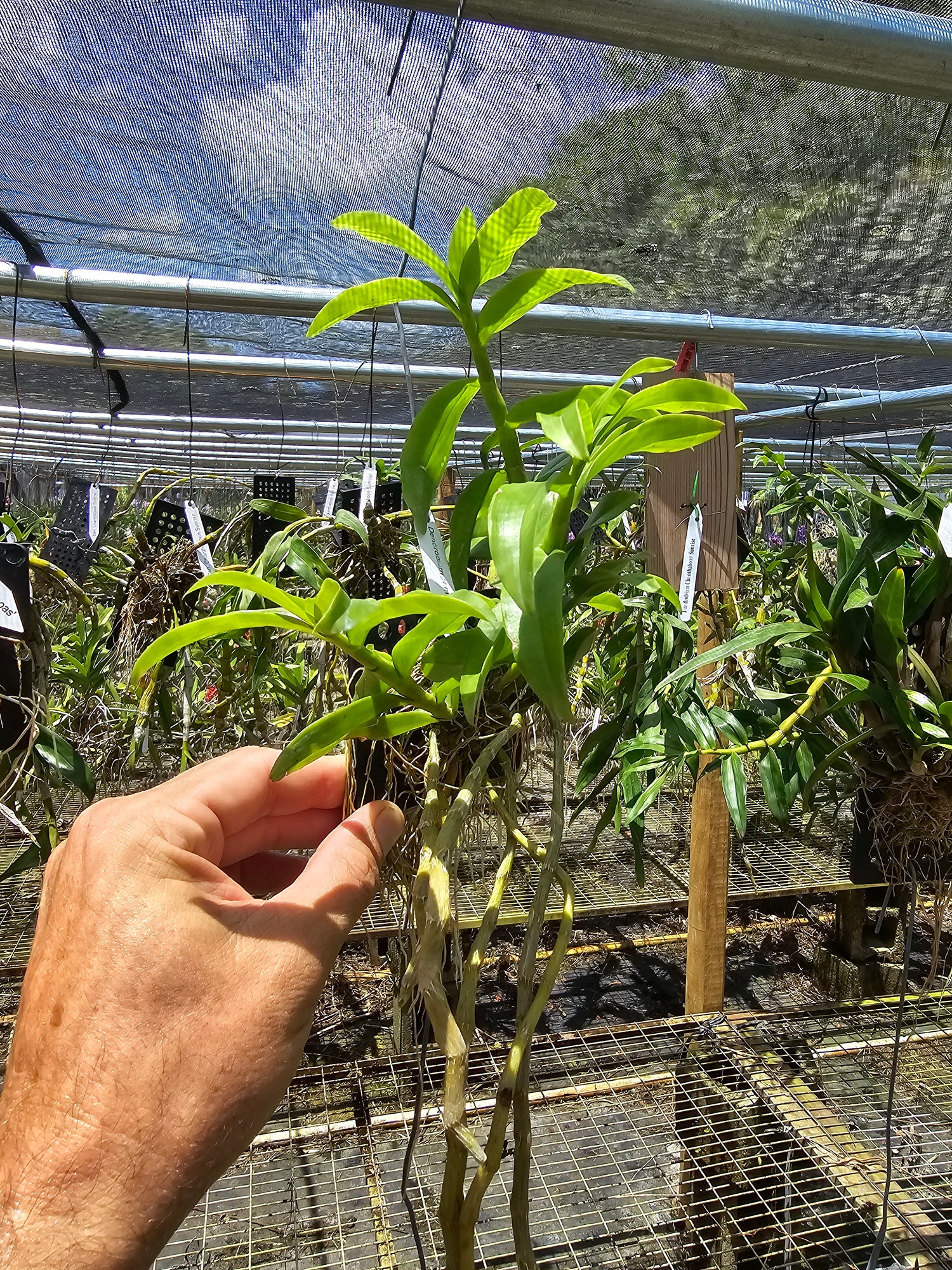 Dendrobium primulinum, var. Laos PlantMadness