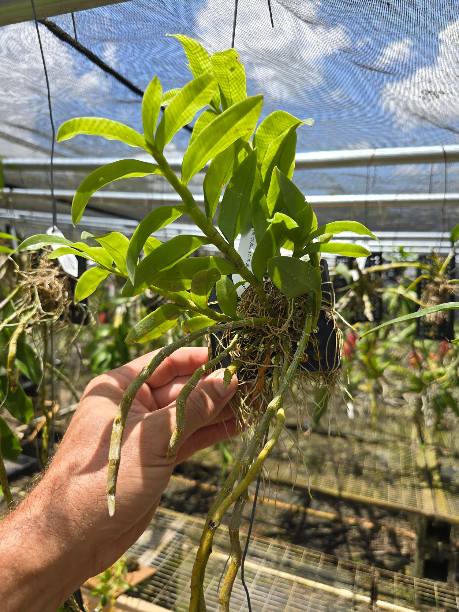 Dendrobium primulinum, var. Laos PlantMadness