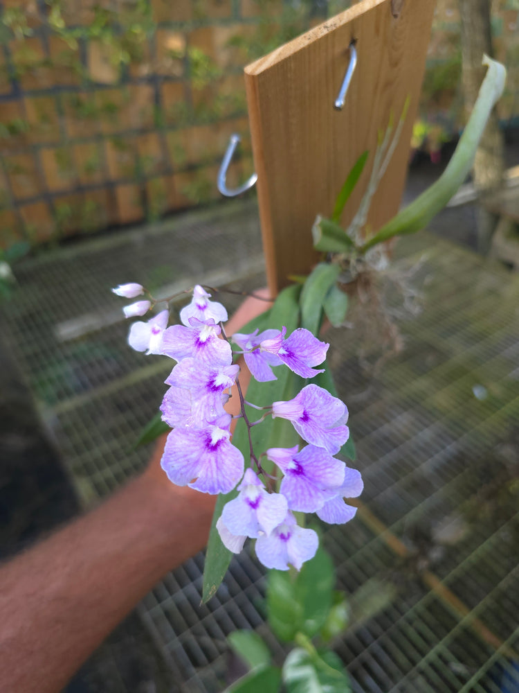 Ionopsis Utricularioides PlantMadness