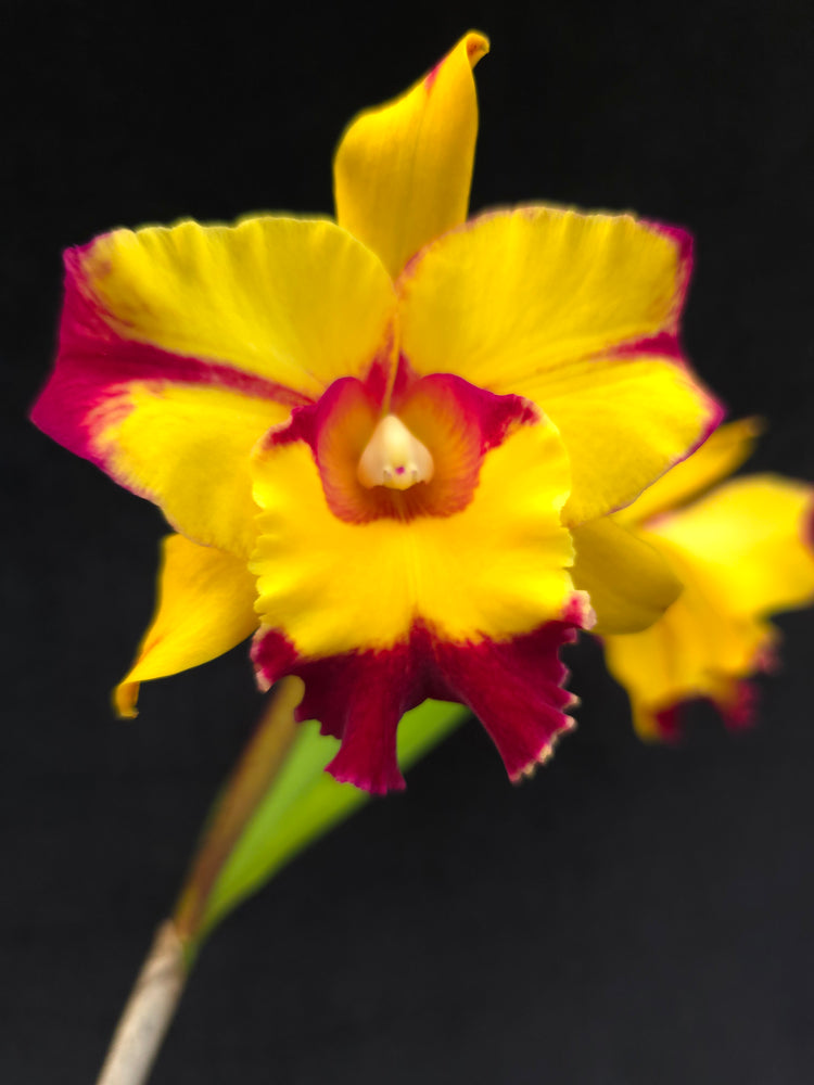 Rlc. Shang Ding Beauty PlantMadness