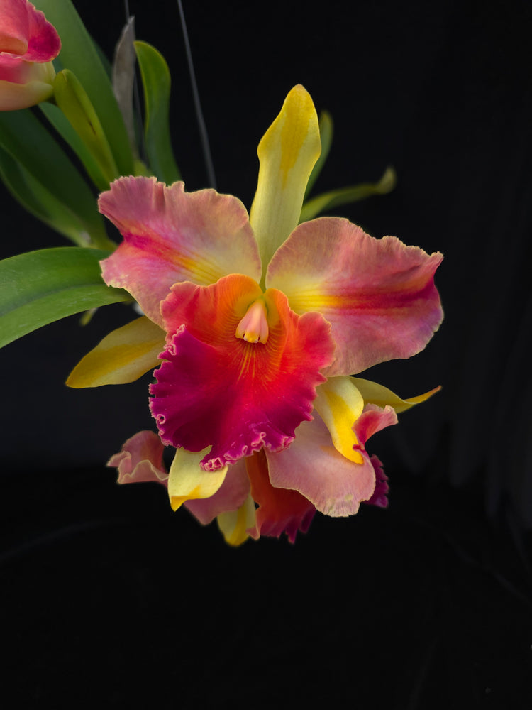 Rlc Amazing Thailand PlantMadness