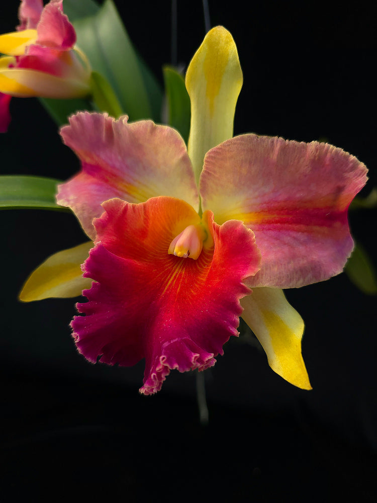 Rlc Amazing Thailand PlantMadness