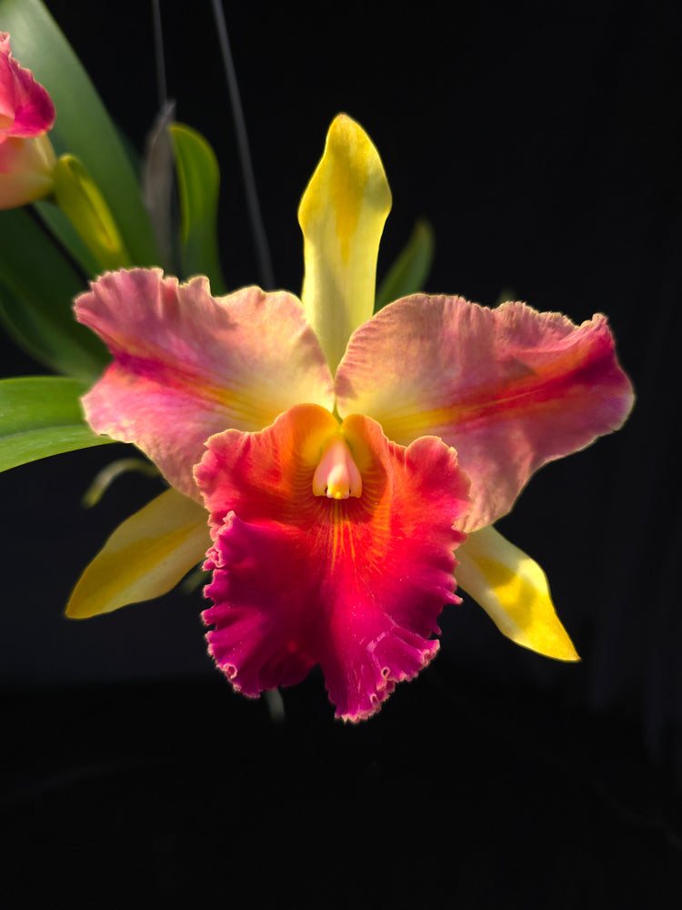 Rlc Amazing Thailand PlantMadness