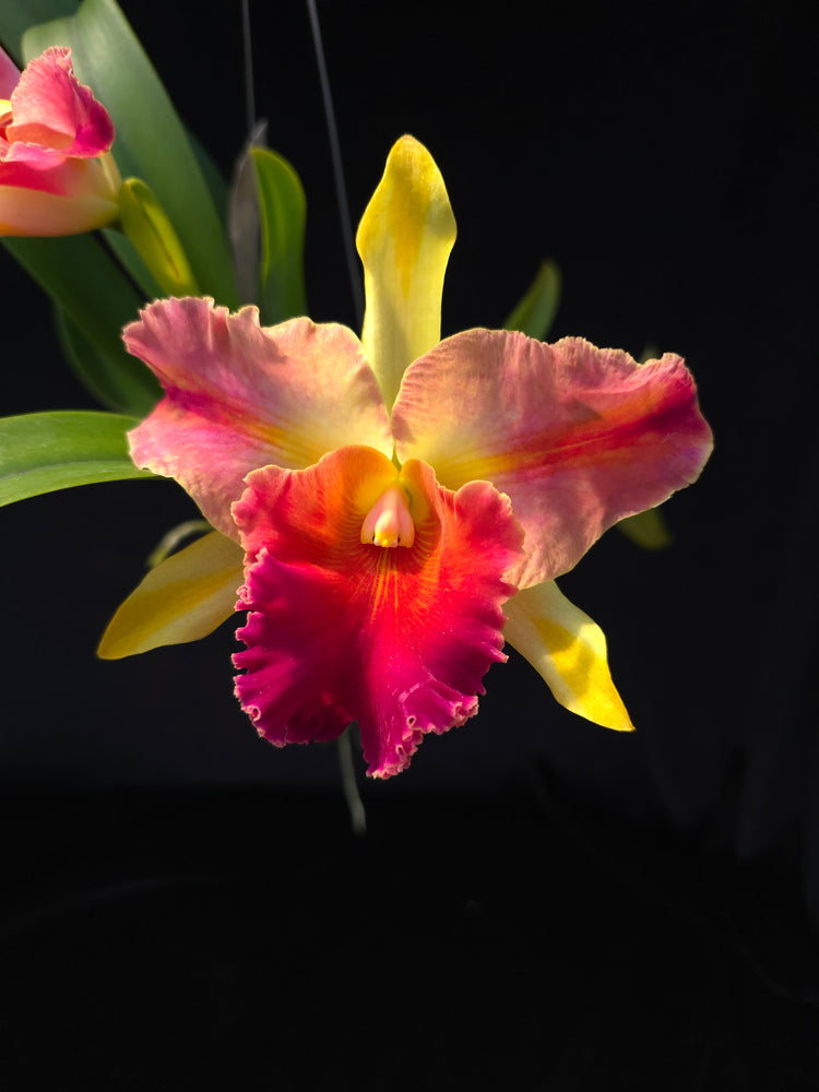 Rlc Amazing Thailand PlantMadness