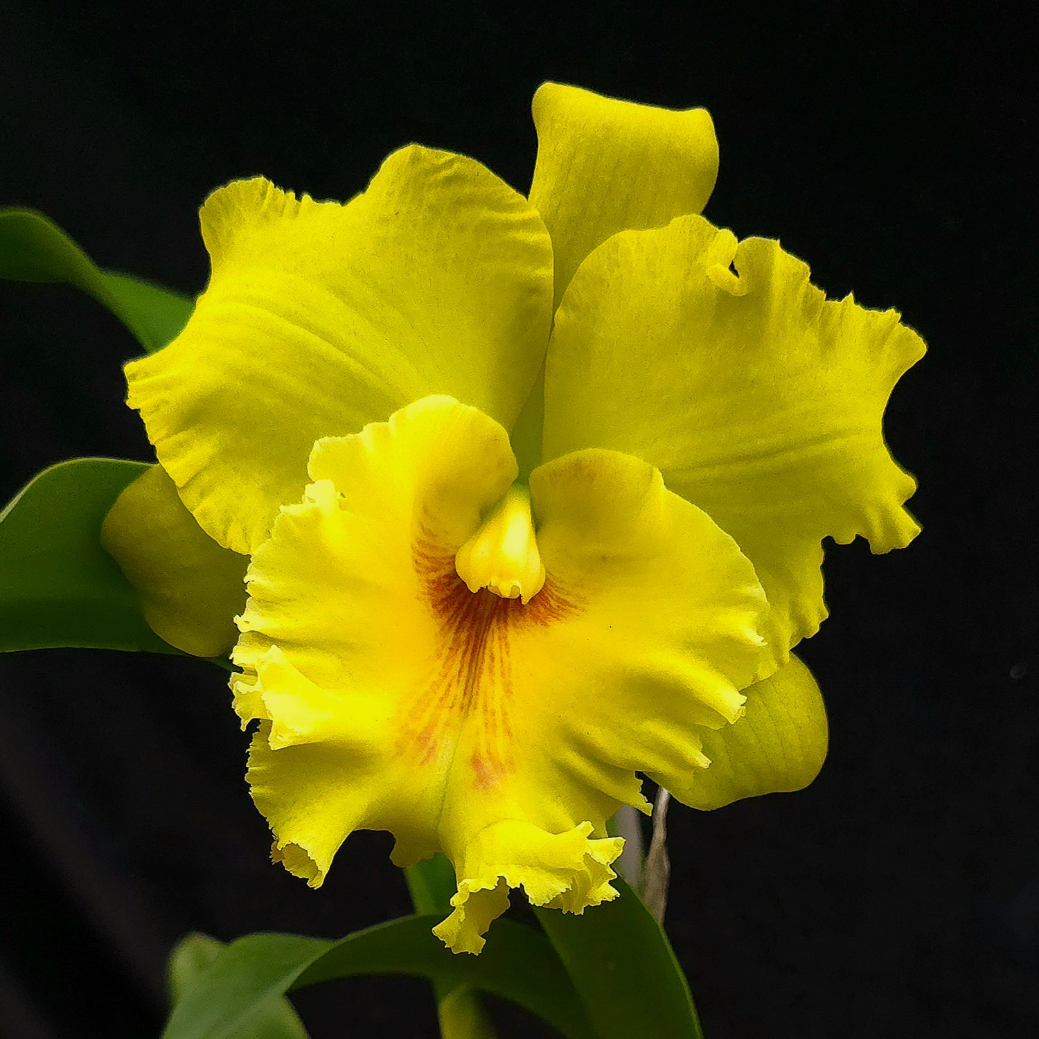 Rhyncholaeliocattleya Thongsuk Delight 