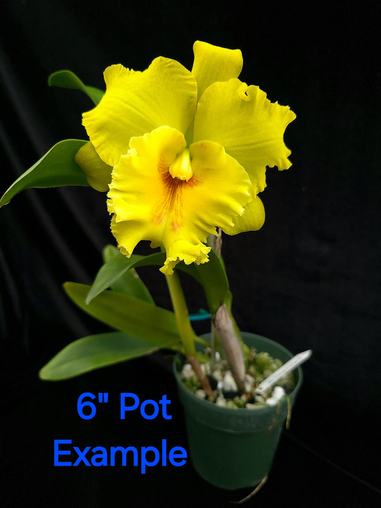 Rhyncholaeliocattleya Thongsuk Delight 