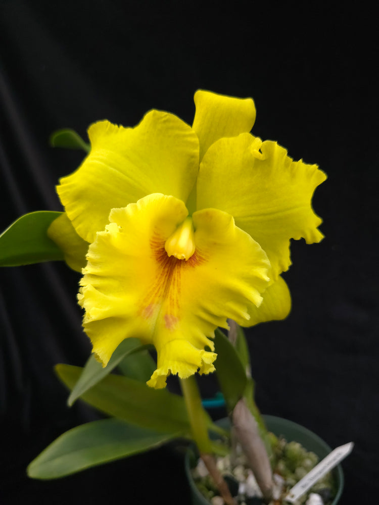 Rhyncholaeliocattleya Thongsuk Delight 