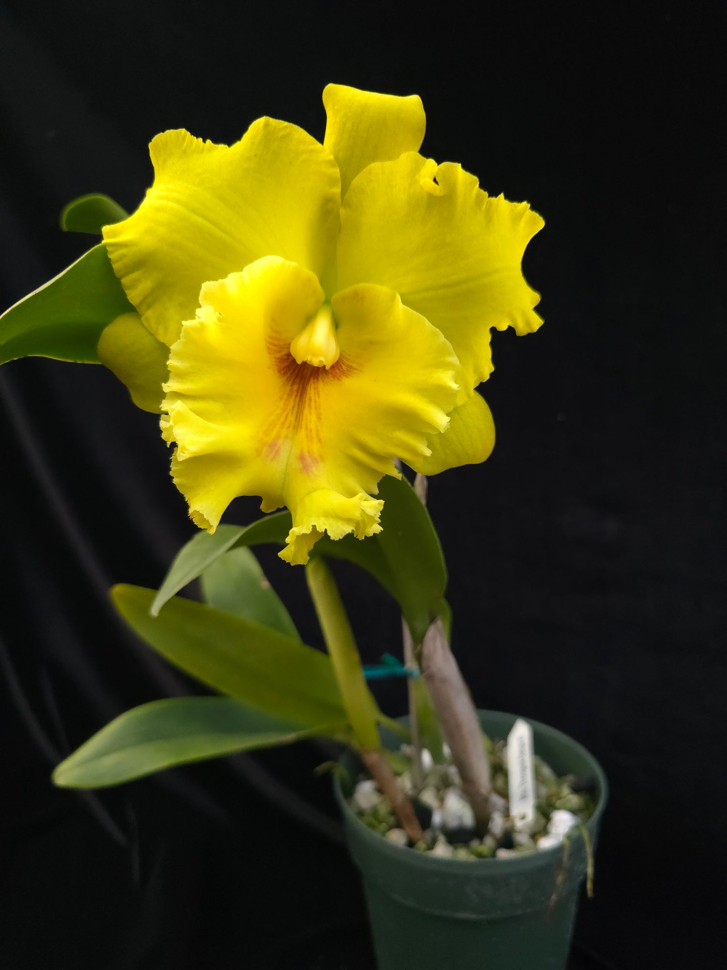 Rhyncholaeliocattleya Thongsuk Delight 