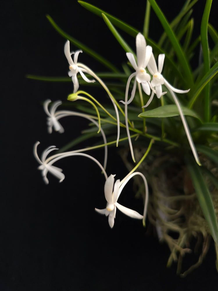 Vanda Falcalta (multiple growth points) PlantMadness