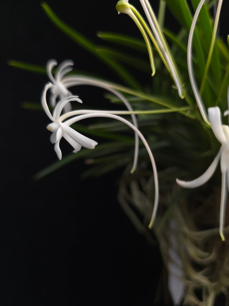 Vanda Falcalta (multiple growth points) PlantMadness