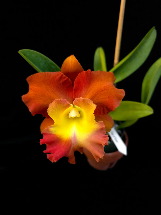 Rlc. Star of Siam &