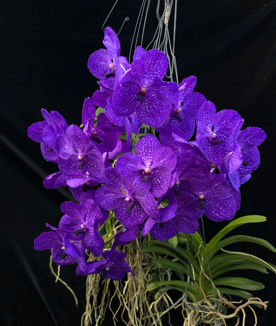 Vanda Wichai X Santi Blue (swn568) PlantMadness