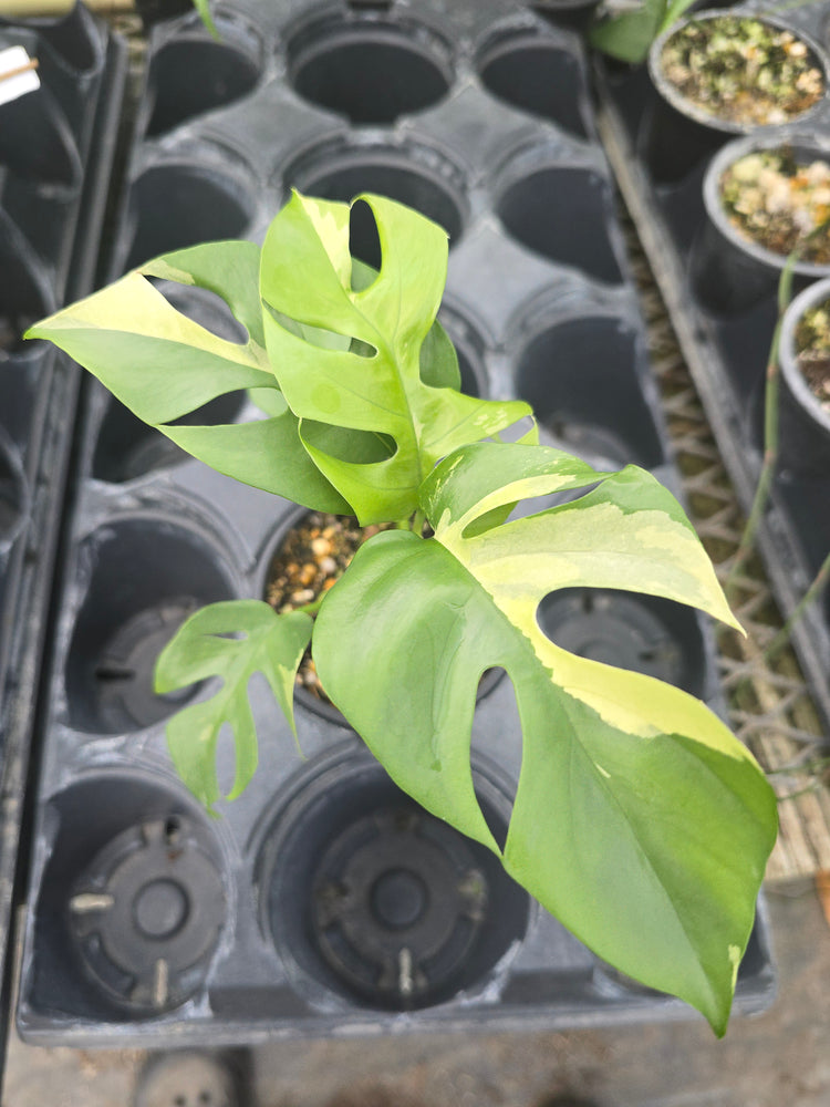 Rhaphidophora Tetrasperma Variegated PlantMadness