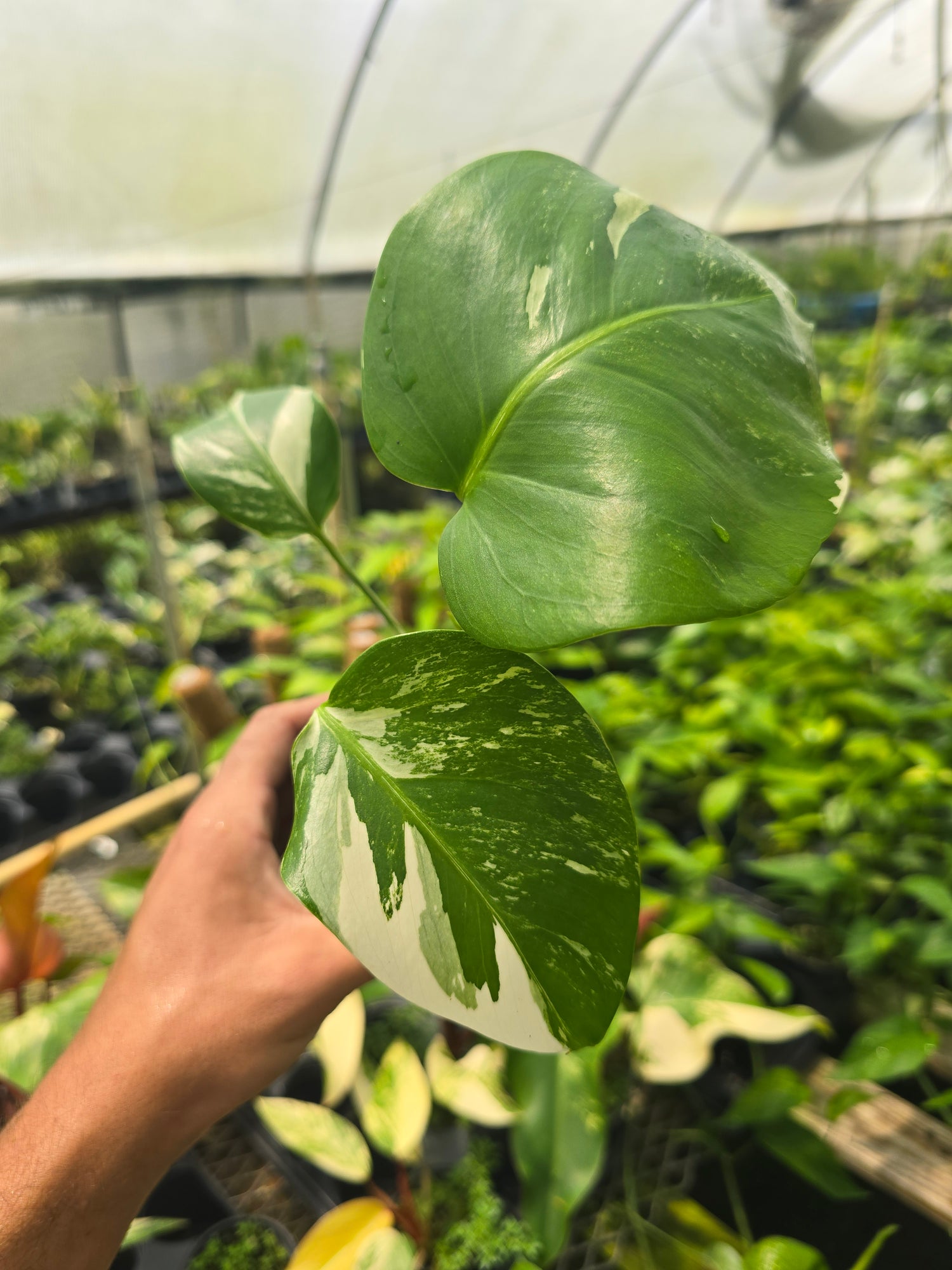 Monstera Borsigiana Albo (small form) PlantMadness