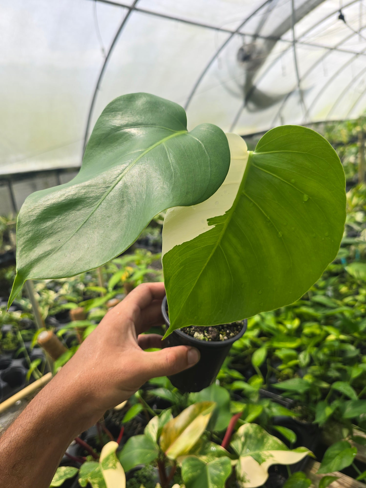 Monstera Borsigiana Albo (small form) PlantMadness