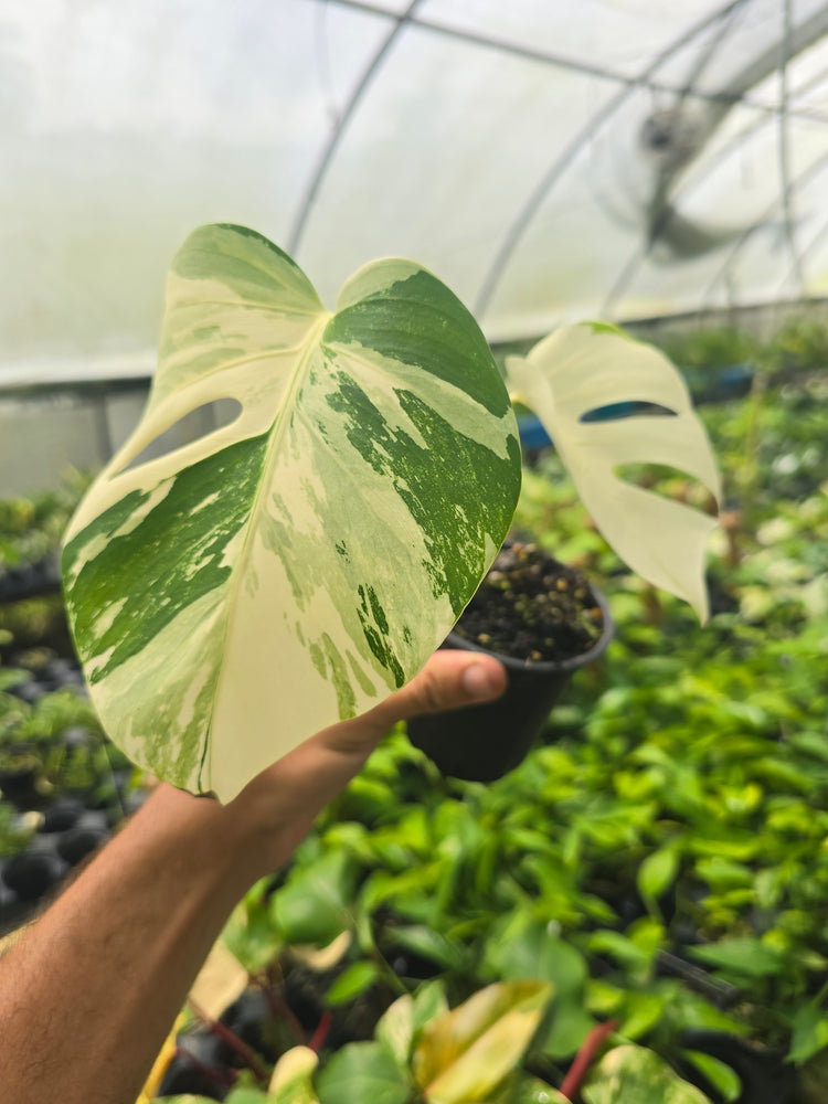 Monstera Borsigiana Albo (small form) PlantMadness