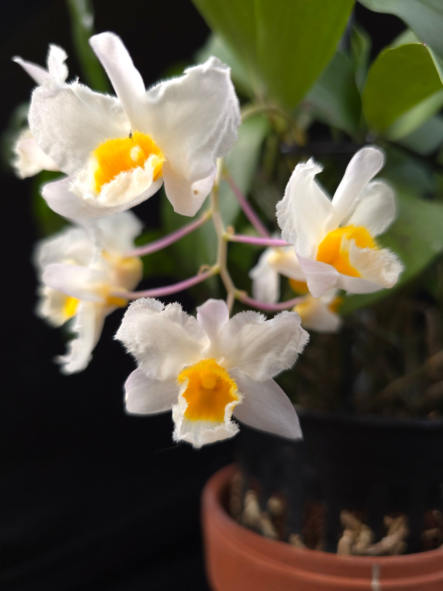 Dendrobium farmeri PlantMadness