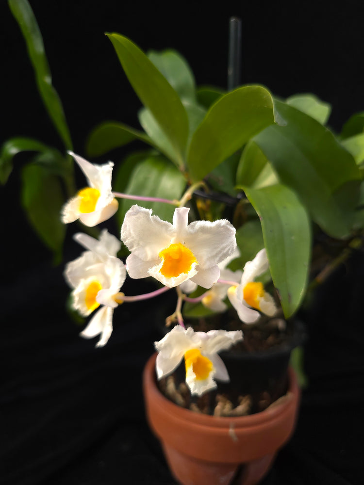 Dendrobium farmeri PlantMadness