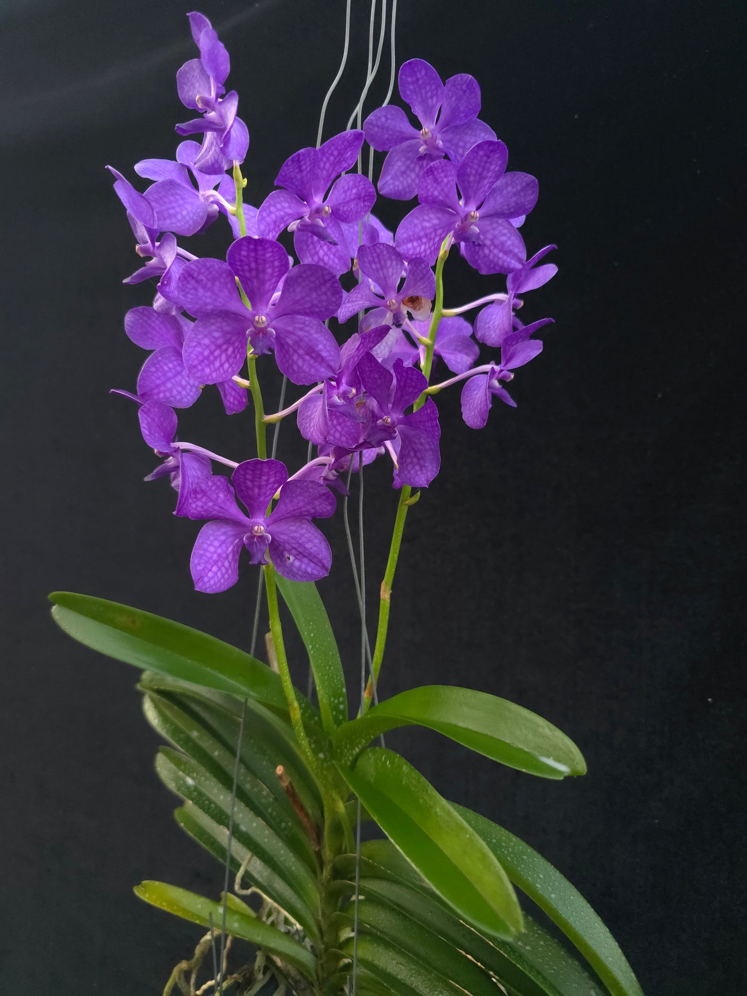 Vanda Prapawan 