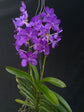 Vanda Prapawan 