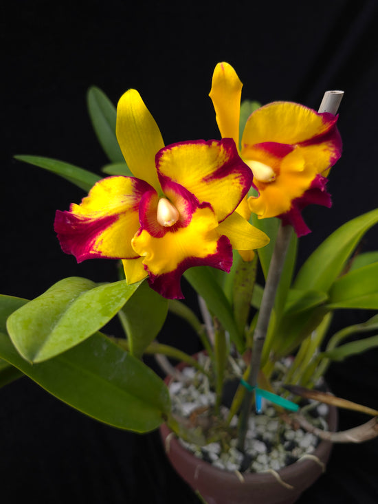 Rlc. Shang Ding Beauty PlantMadness