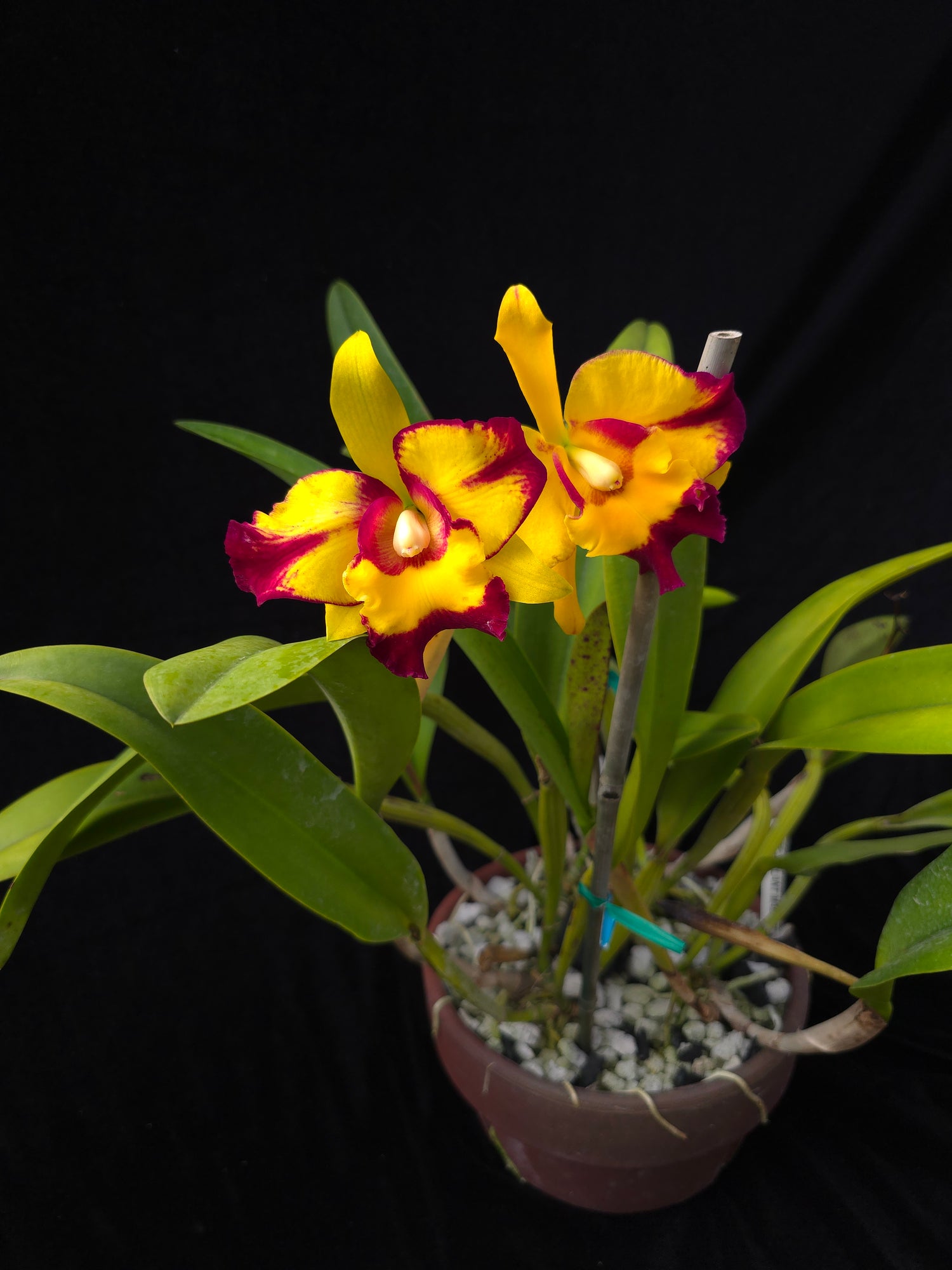 Rlc. Shang Ding Beauty PlantMadness