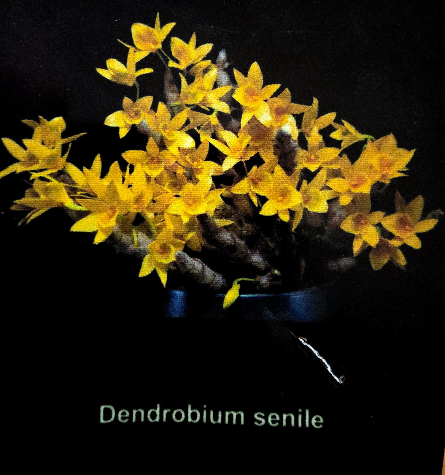 Dendrobium senile PlantMadness